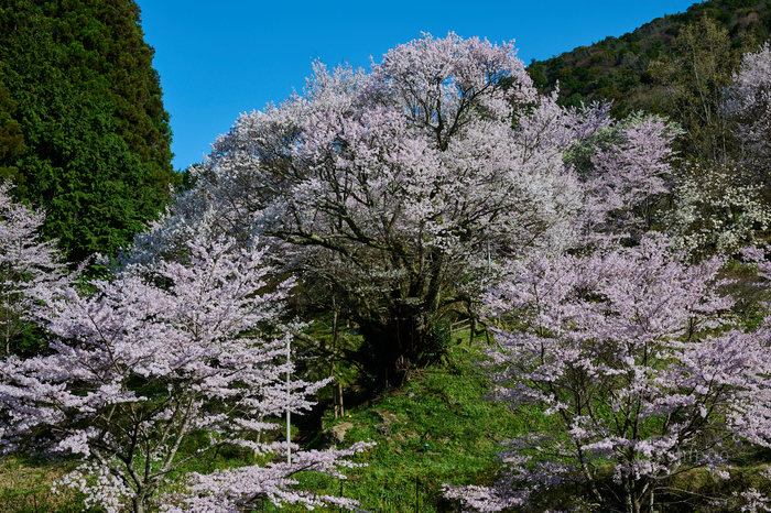Nikon Z9 ／ 奈良の桜 （撮影速報 2024） - お写ん歩